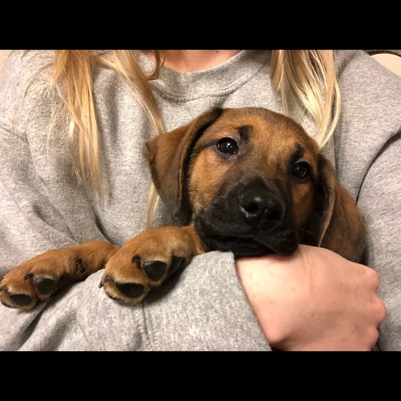 Meet your Posher, Rebekah - Picture 1 of 1